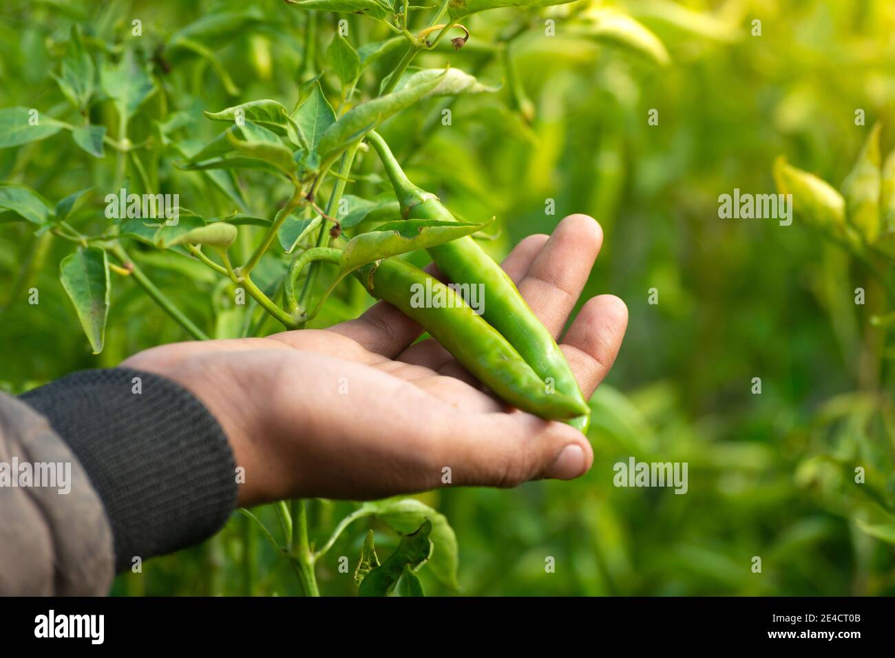 Main tenant les piments verts dans le potager Banque D'Images