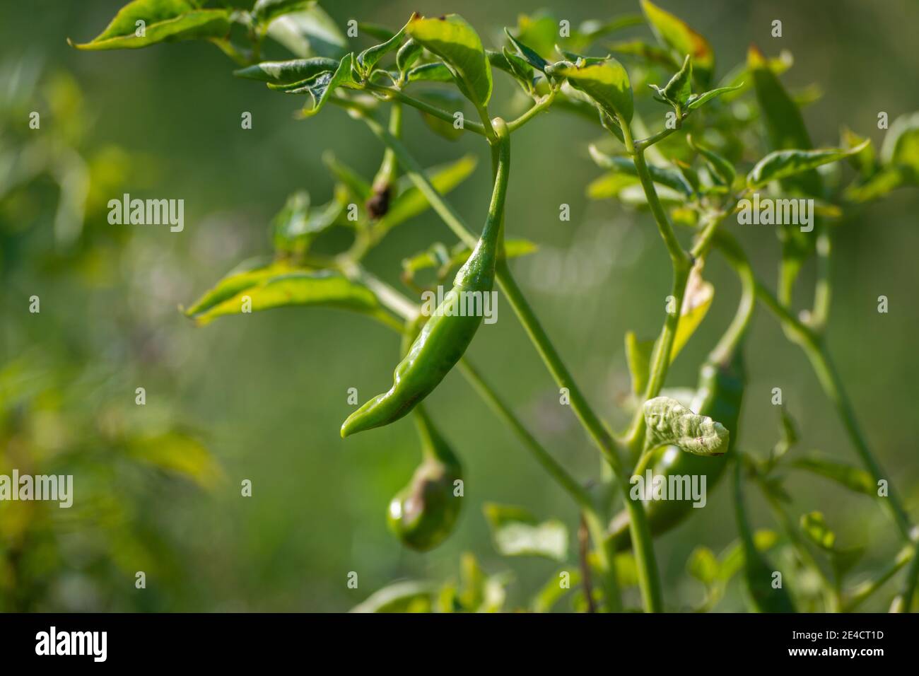 Piments verts poussant sur l'arbre dans le jardin Banque D'Images