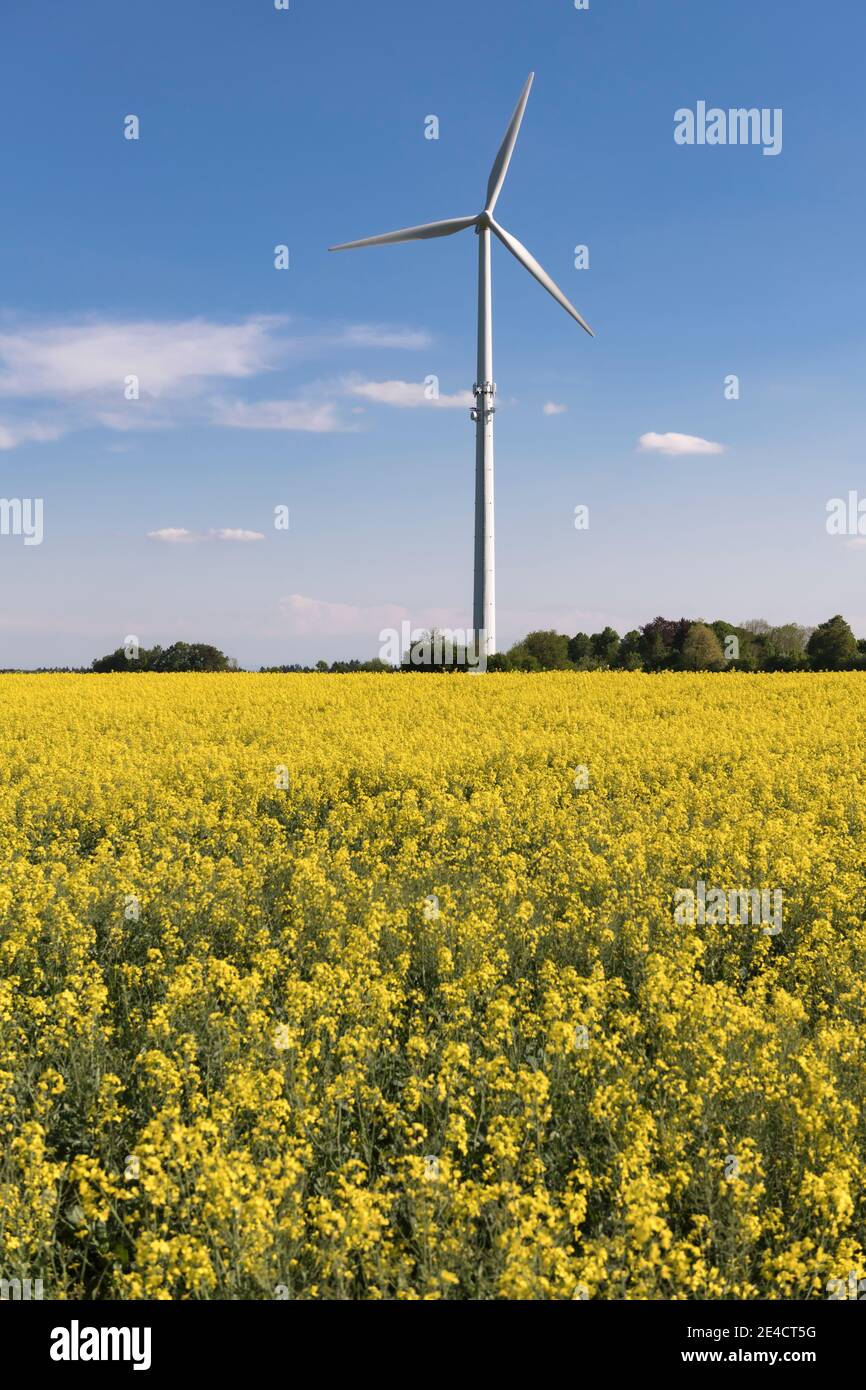 Allemagne, Bade-Wurtemberg, Alb souabe, champ de colza fleuri avec éolienne Banque D'Images