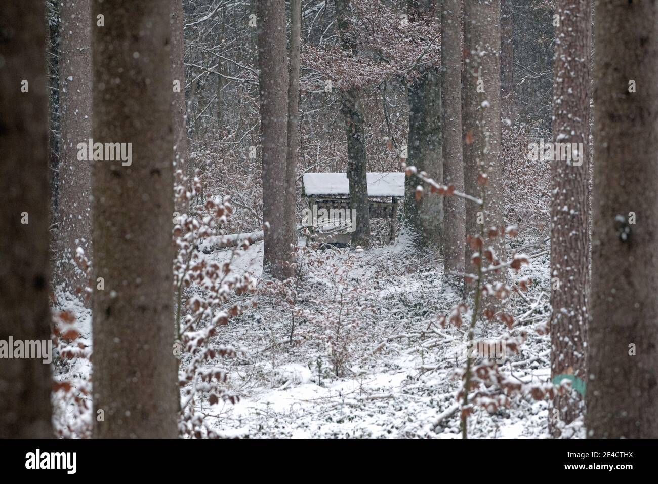 Forêt en hiver, lieu d'alimentation pour les cerfs rouges Banque D'Images