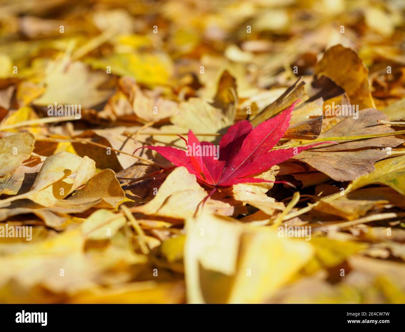 Une feuille rouge contre des feuilles de ginkgo jaune en automne, à Tokyo, au Japon. Banque D'Images