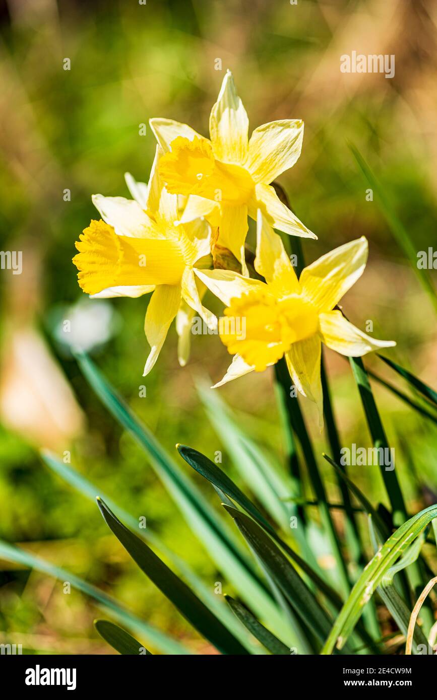 Trois jonquilles sauvages dans l'Oleftal, l'Eifel Banque D'Images