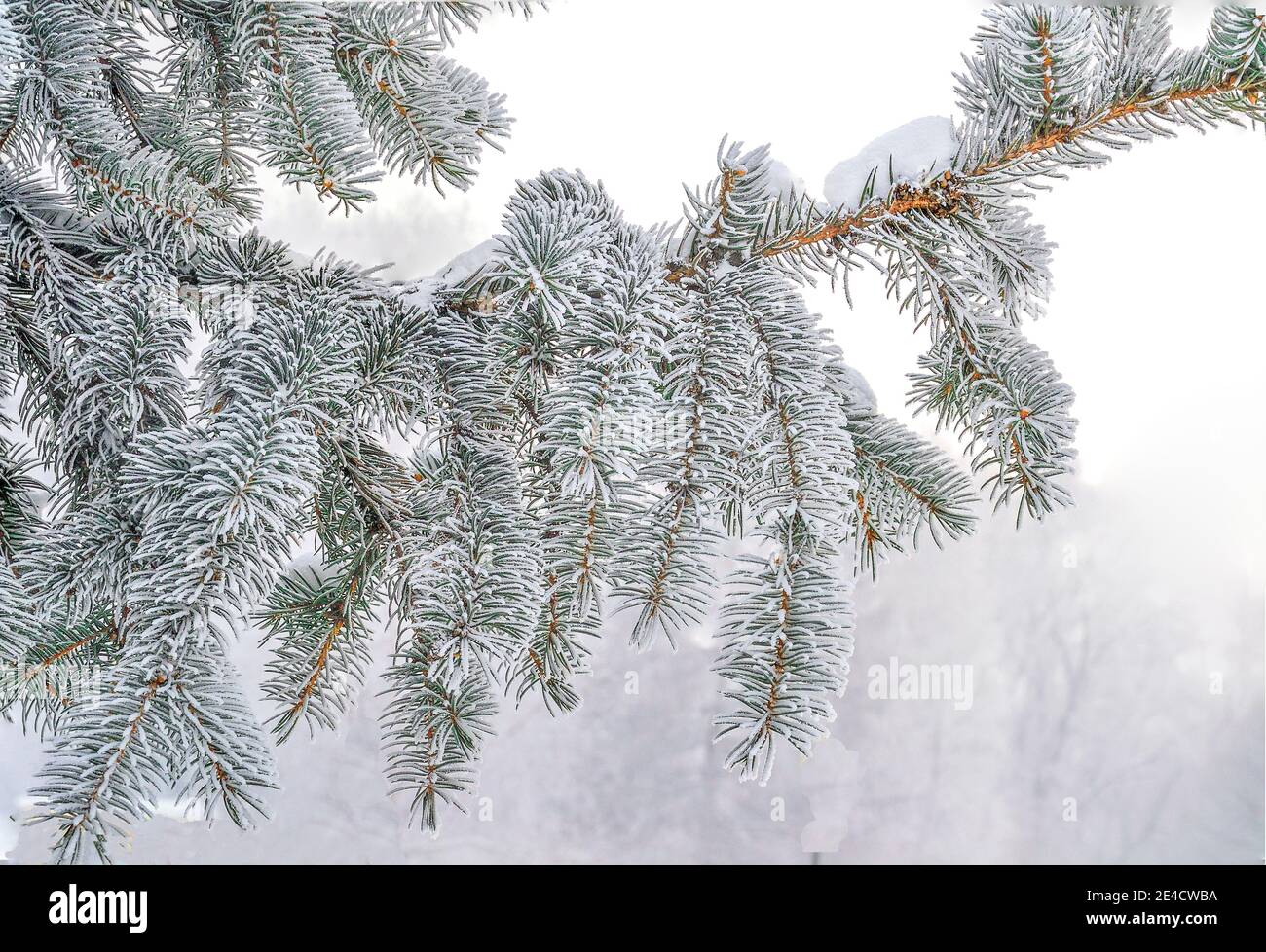 Branche de sapin avec du givre ou de la rime et de la neige sur des aiguilles vertes, isolée sur fond blanc. Arrière-plan saisonnier d'hiver - branche d'épinette à fond dur Banque D'Images