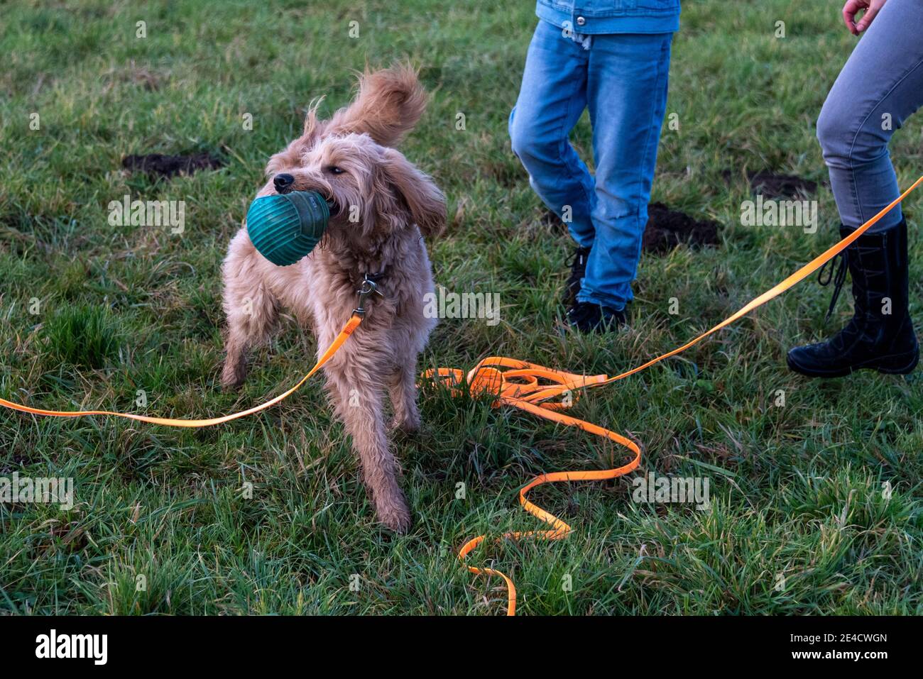 Un chien (Mini Goldendoodle) joue avec une balle Banque D'Images