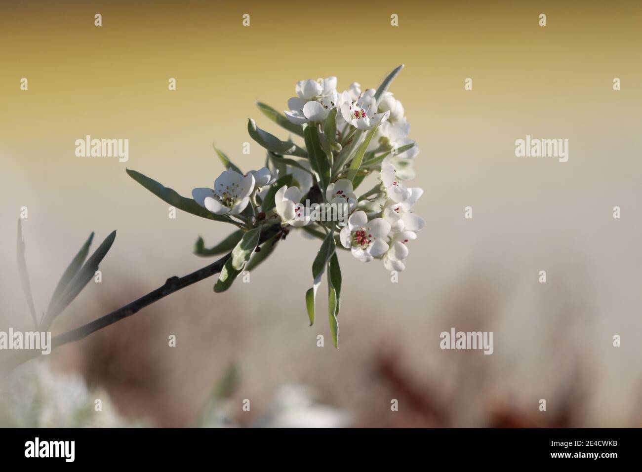 Fleur de poire à feuilles de saule (Pyrus salicifolia) Banque D'Images