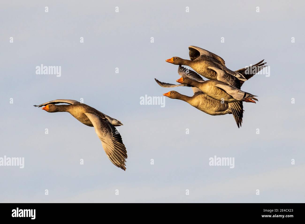 Vol Graylag Goose Anser anser Costa Ballena Cadix Espagne Banque D'Images
