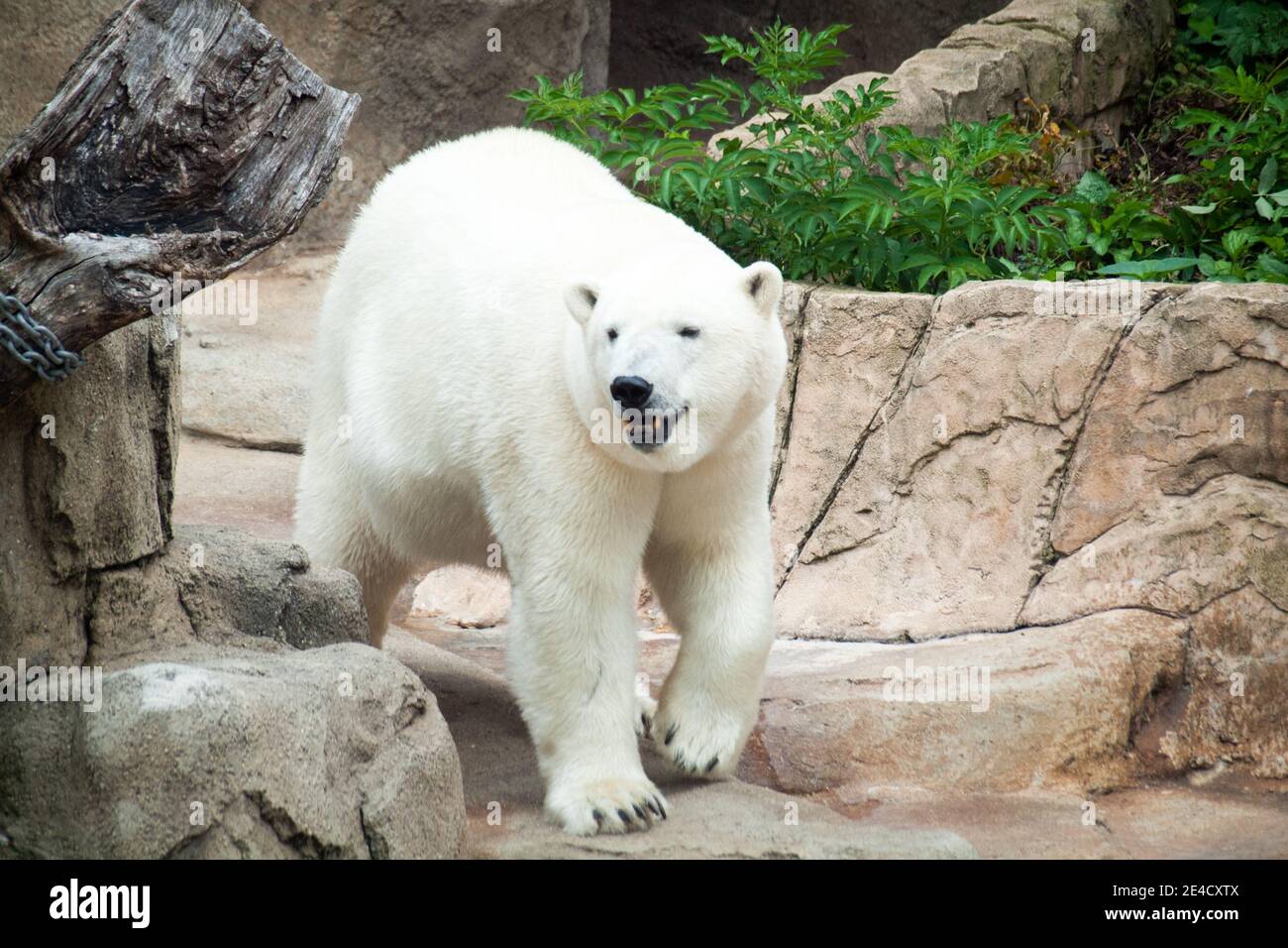 Anana, la femelle résidente de l'ours polaire du zoo de Lincoln Park à Chicago, Illinois. Banque D'Images