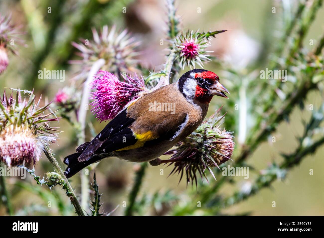Europe ( Carduelis carduelis ) Banque D'Images