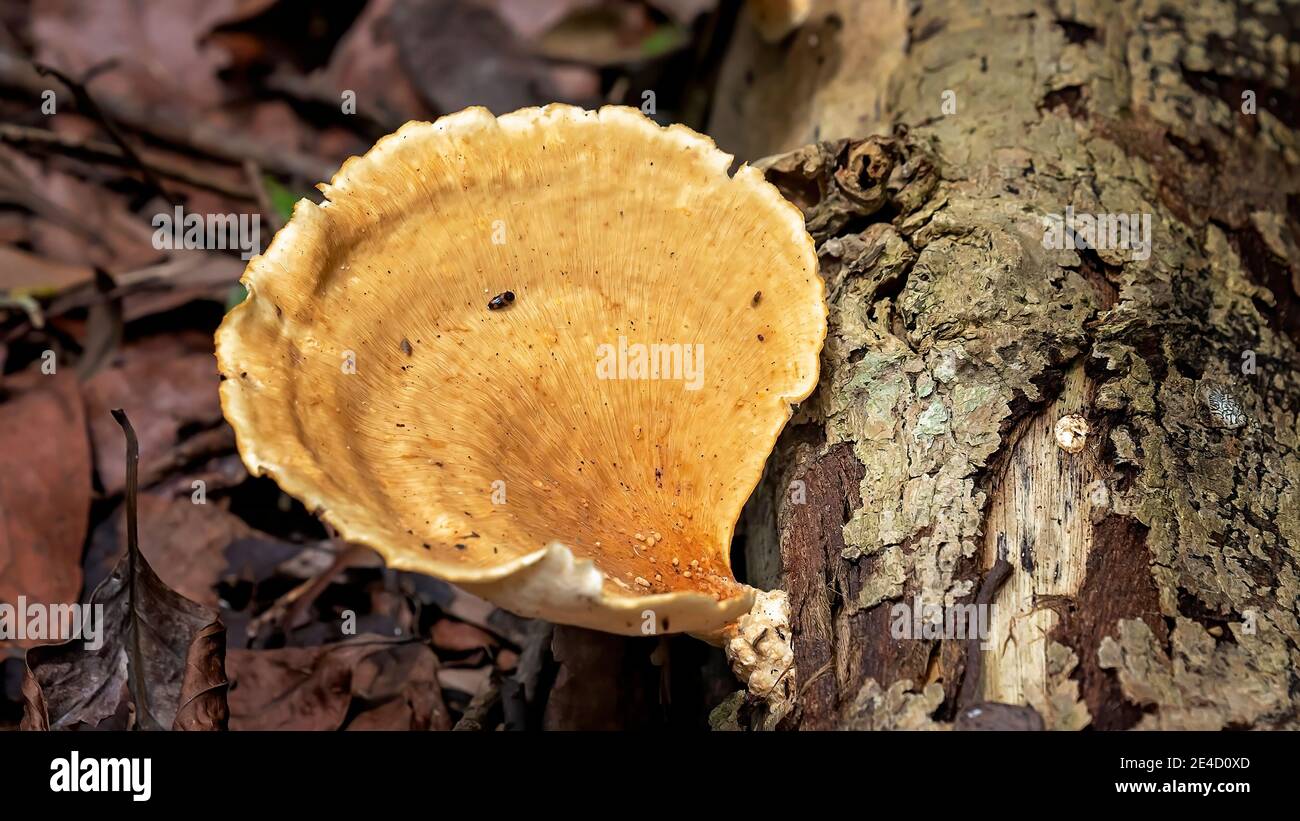 Formes de champignons poussant sur un tronc d'arbre dans une forêt Banque D'Images