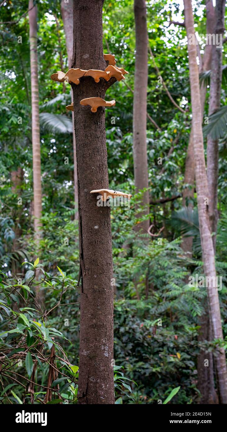 Formes de champignons poussant sur un tronc d'arbre dans la forêt Banque D'Images