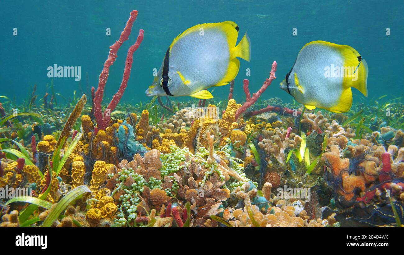 Vie marine colorée sous l'eau dans la mer, poissons tropicaux avec corail et éponge dans un récif, mer des Caraïbes Banque D'Images