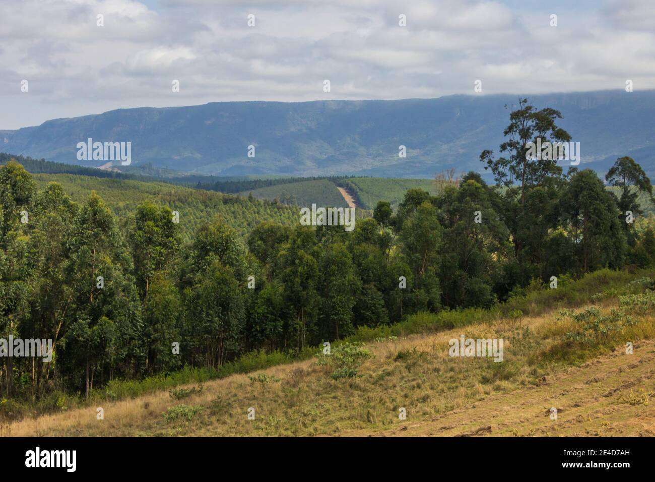 Vue vers l'escarpement de Mpumalanga en Afrique du Sud, avec une plantation d'eucalyptus au premier plan Banque D'Images