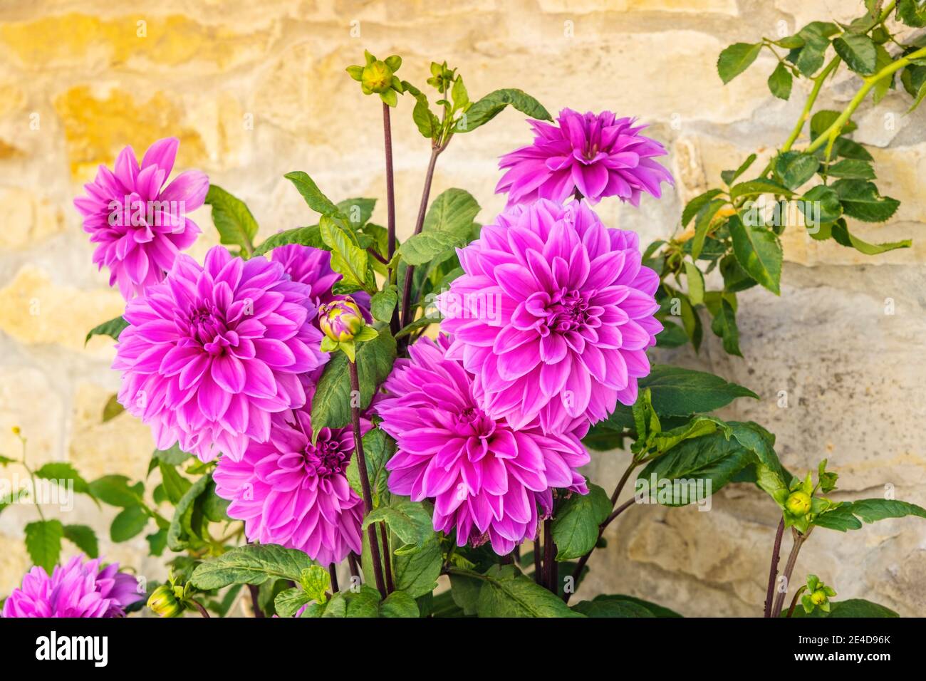 Fleur de Dahlia rose au mur de pierre traditionnel du nord de l'Espagne, en Europe Banque D'Images