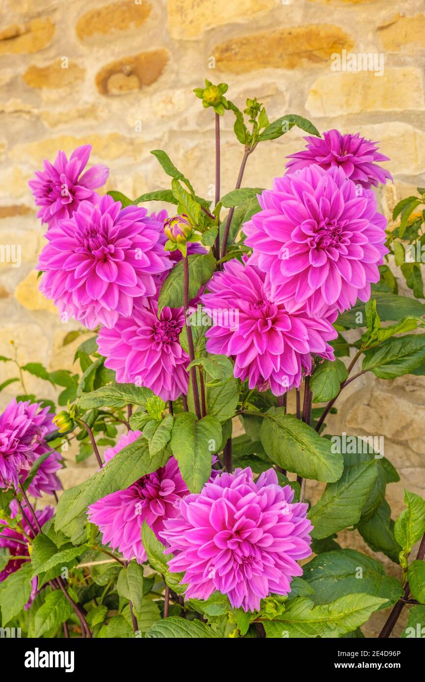 Fleur de Dahlia rose au mur de pierre traditionnel du nord de l'Espagne, en Europe Banque D'Images