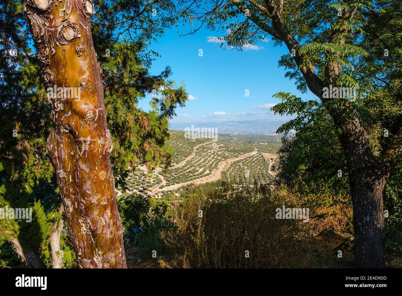 Paysage avec Olive grove et Parc naturel de Sierra Magina, Ubeda. Province de Jaen, Andalousie, sud de l'Espagne Europe Banque D'Images