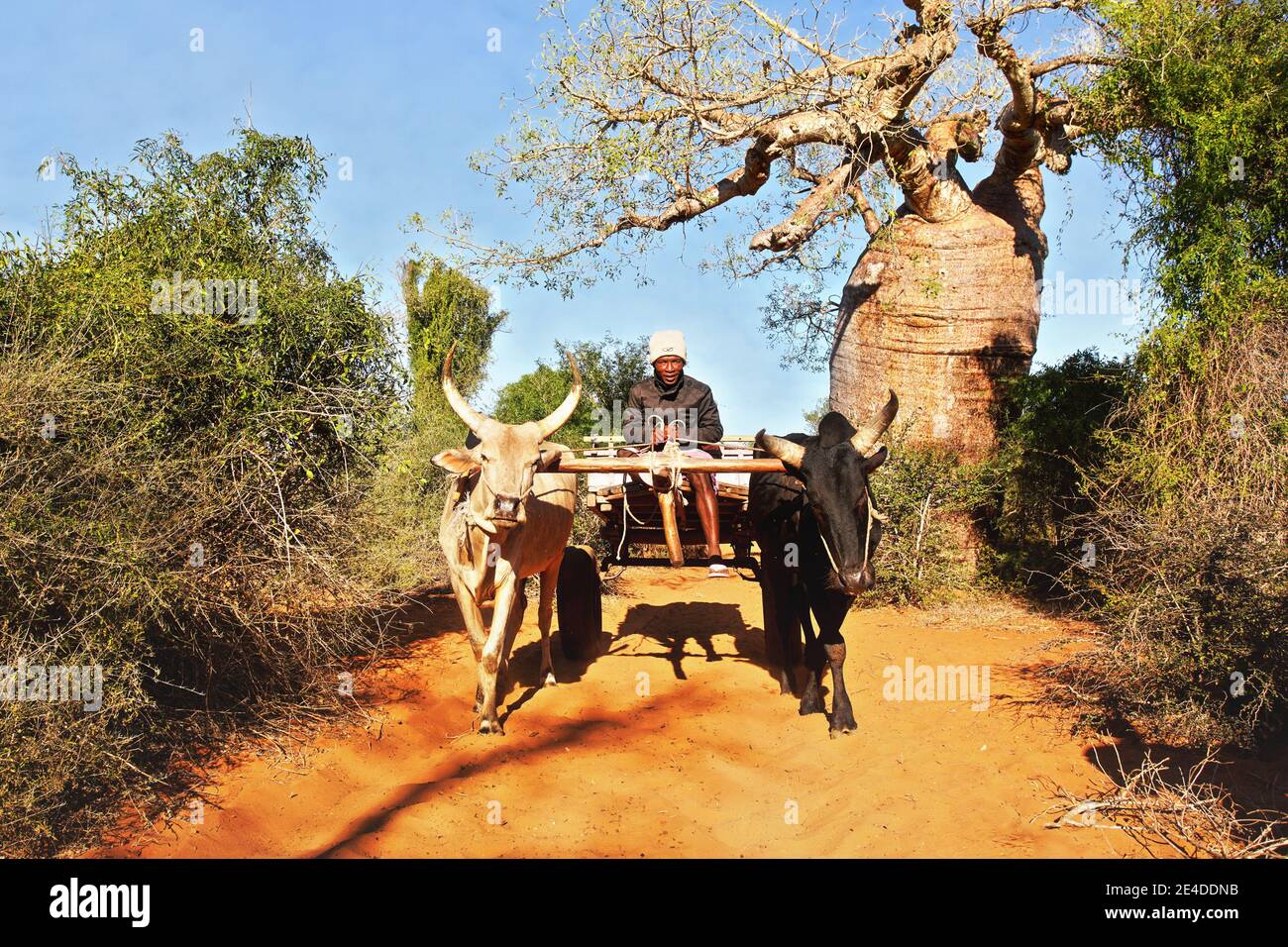 Ifaty, Madagascar - 01 mai 2019: Inconnu homme malgache local conduisant une simple charrette en bois tirée par deux bovins de zébu sur route poussiéreuse, baobab et sma Banque D'Images