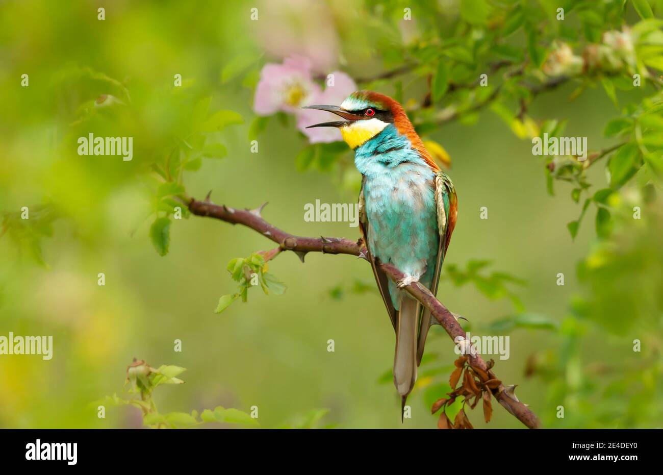 Gros plan d'un Bee-eater appelant en été, Bulgarie. Banque D'Images