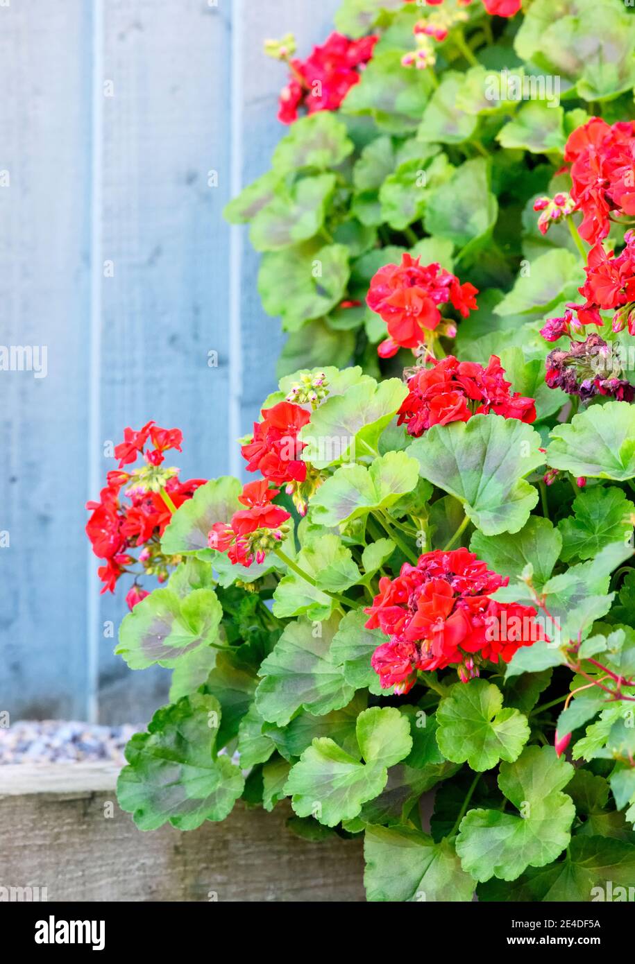 Géraniums rouge vif contre une clôture de jardin vert pâle Banque D'Images