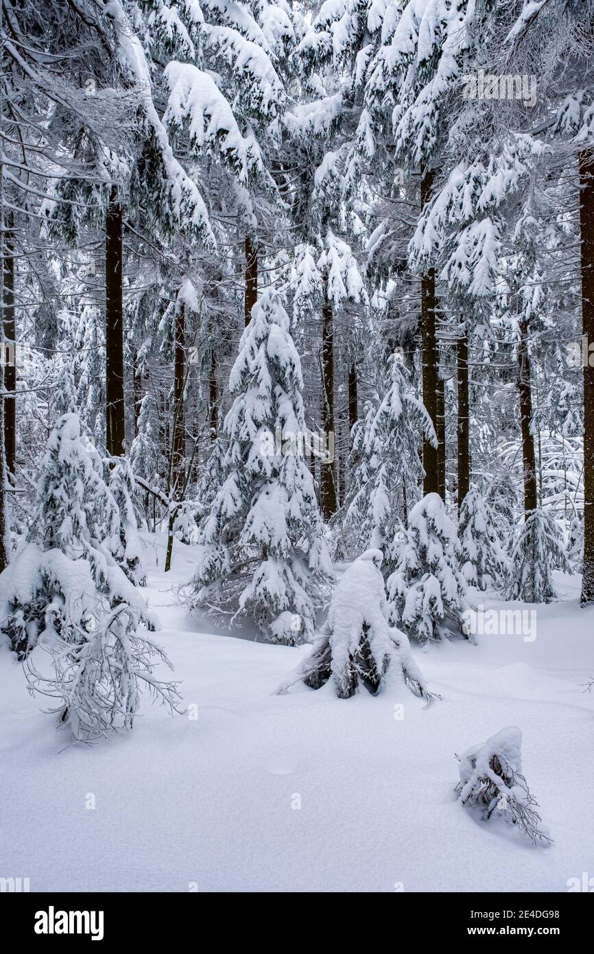 Paysage d'hiver avec arbres, verglas et neige à une journée découverte dans les montagnes de l'Ore. Banque D'Images