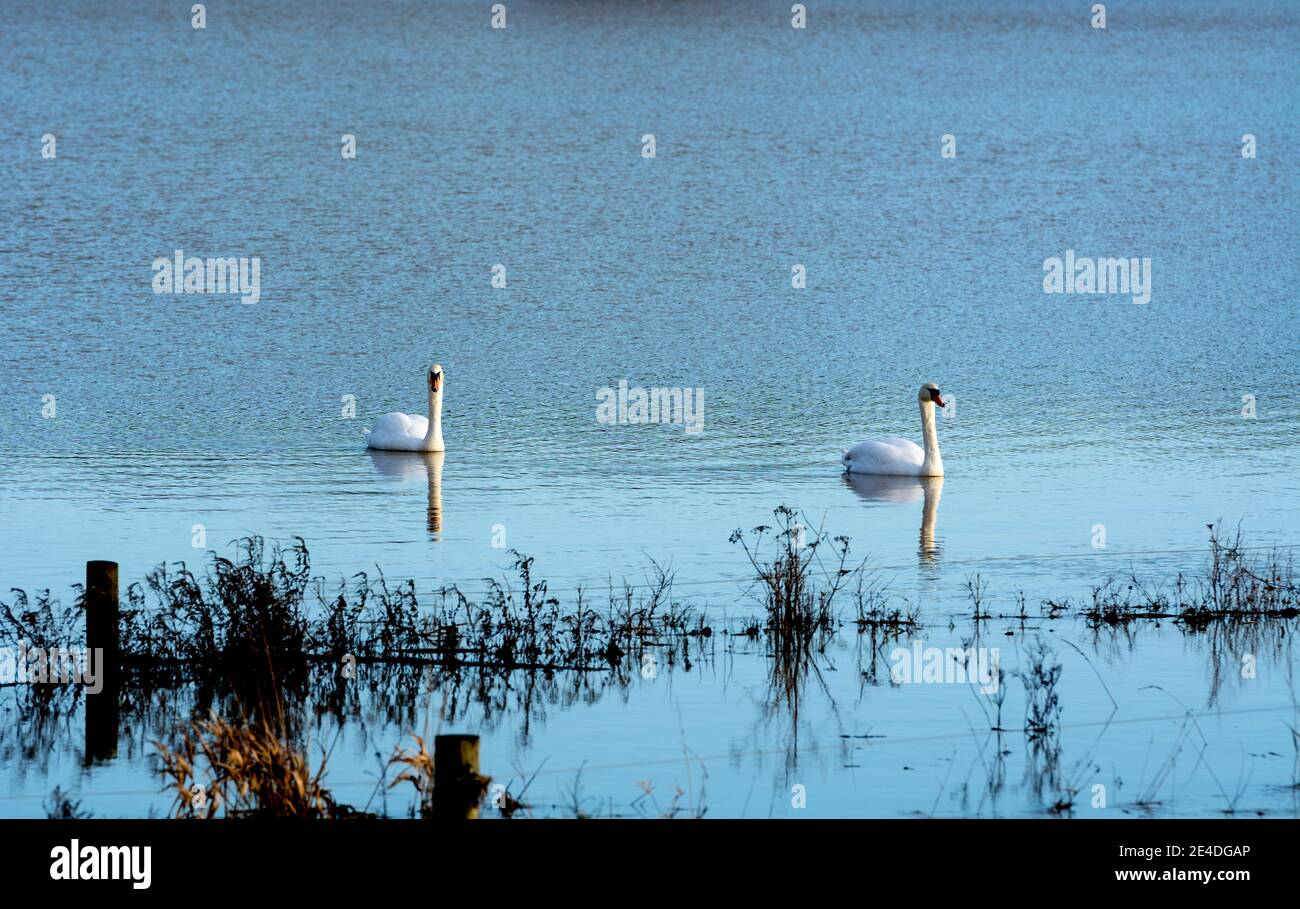 Deux Cygnes muets sur l'eau d'inondation de la rivière Avon à Barford, Warwickshire, Angleterre, Royaume-Uni. Janvier 2021. Banque D'Images