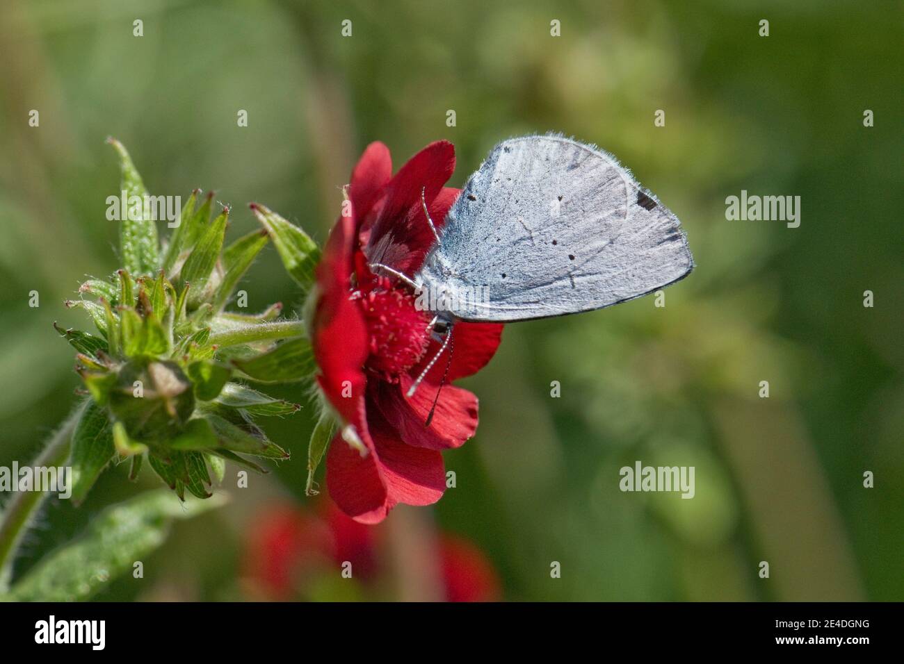 Papillon bleu Holly (Celastrina argiolus) rassemblant le nectar d'une fleur rouge foncé de Potentilla, Berkshire, août Banque D'Images