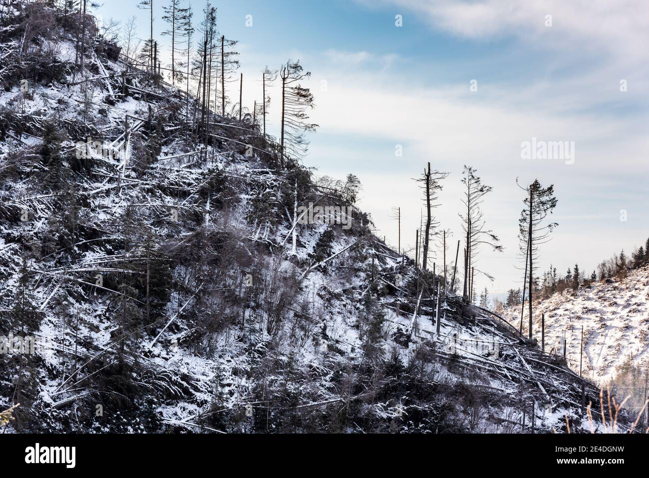 Forêt de pins d'hiver détruite, affectée par une puissante tempête de neige. Catastrophe naturelle. Banque D'Images