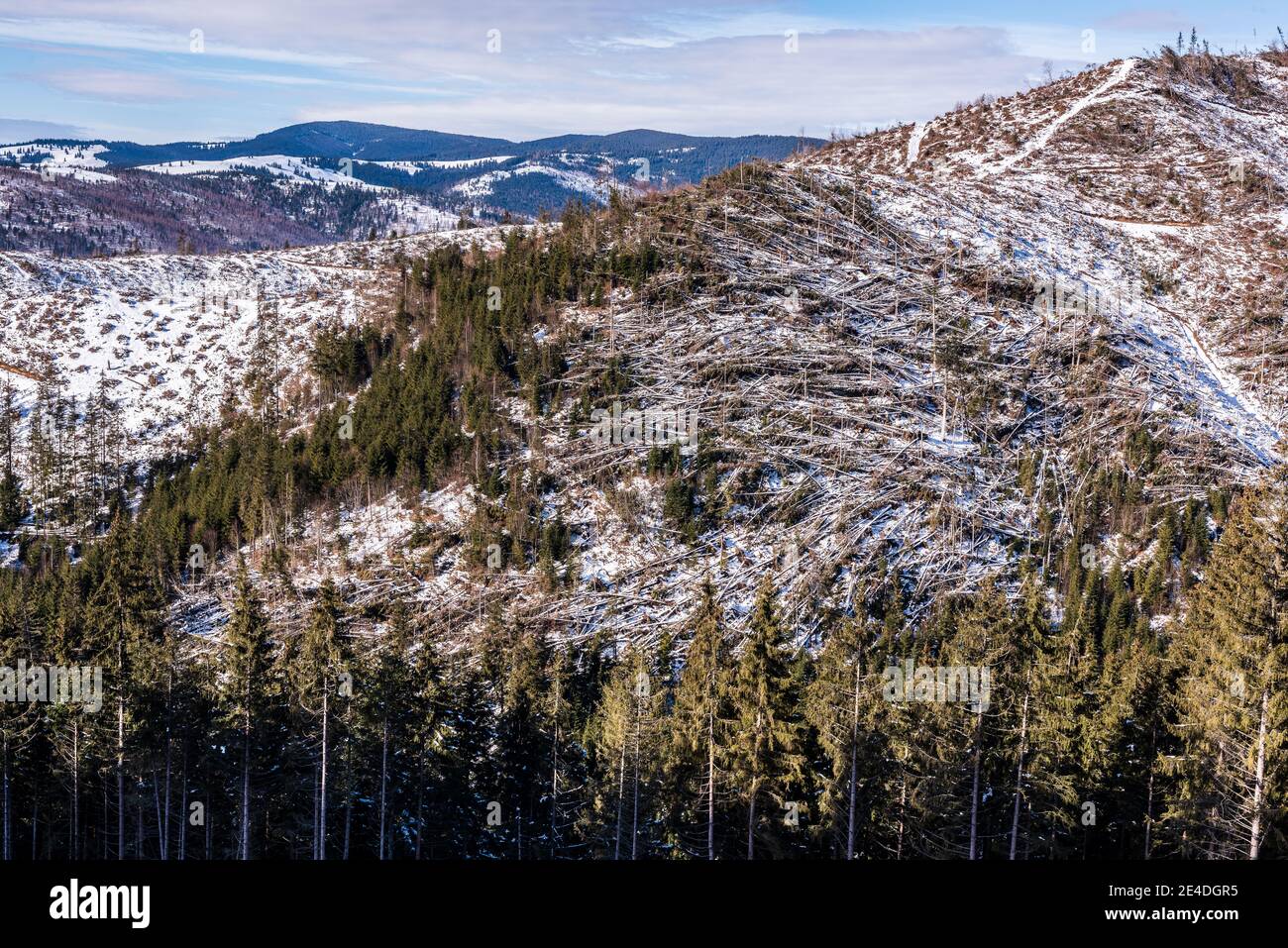 Catastrophe Forestière Dégâts Causés Par Les Tempêtes Dans La Forêt Catastrophe Naturelle 8115