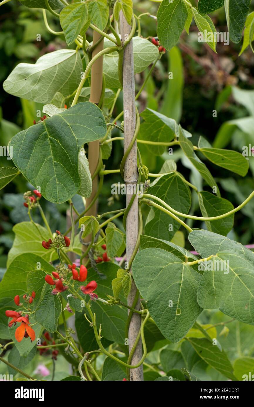Jardin de plantes de haricots (Phaseolus coccineus) en fleur et soutenu par des cannes de bambou autour desquelles il monte, juillet Banque D'Images