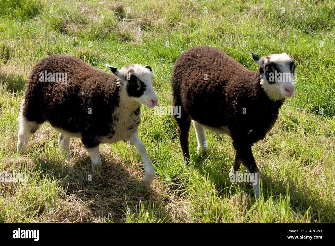 Deux animaux de compagnie Shetland pleurer des agneaux de 3 mois, noirs avec des taches d'oeil noir sur les têtes blanches, Berkshire, juillet Banque D'Images