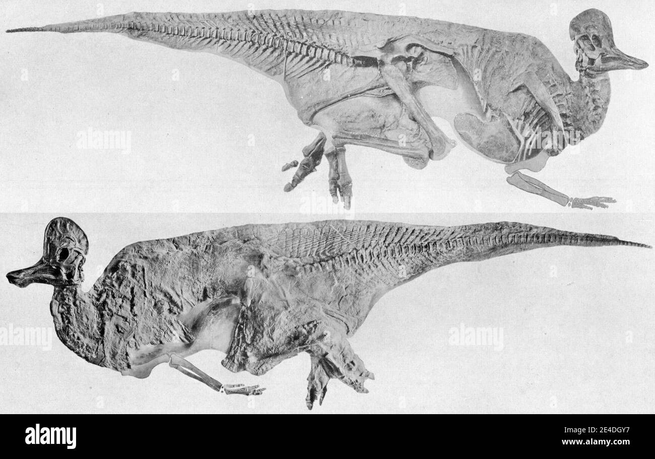Spécimen d'holotype fossile AMNH 5240 partiellement couvert d'impressions cutanées Banque D'Images