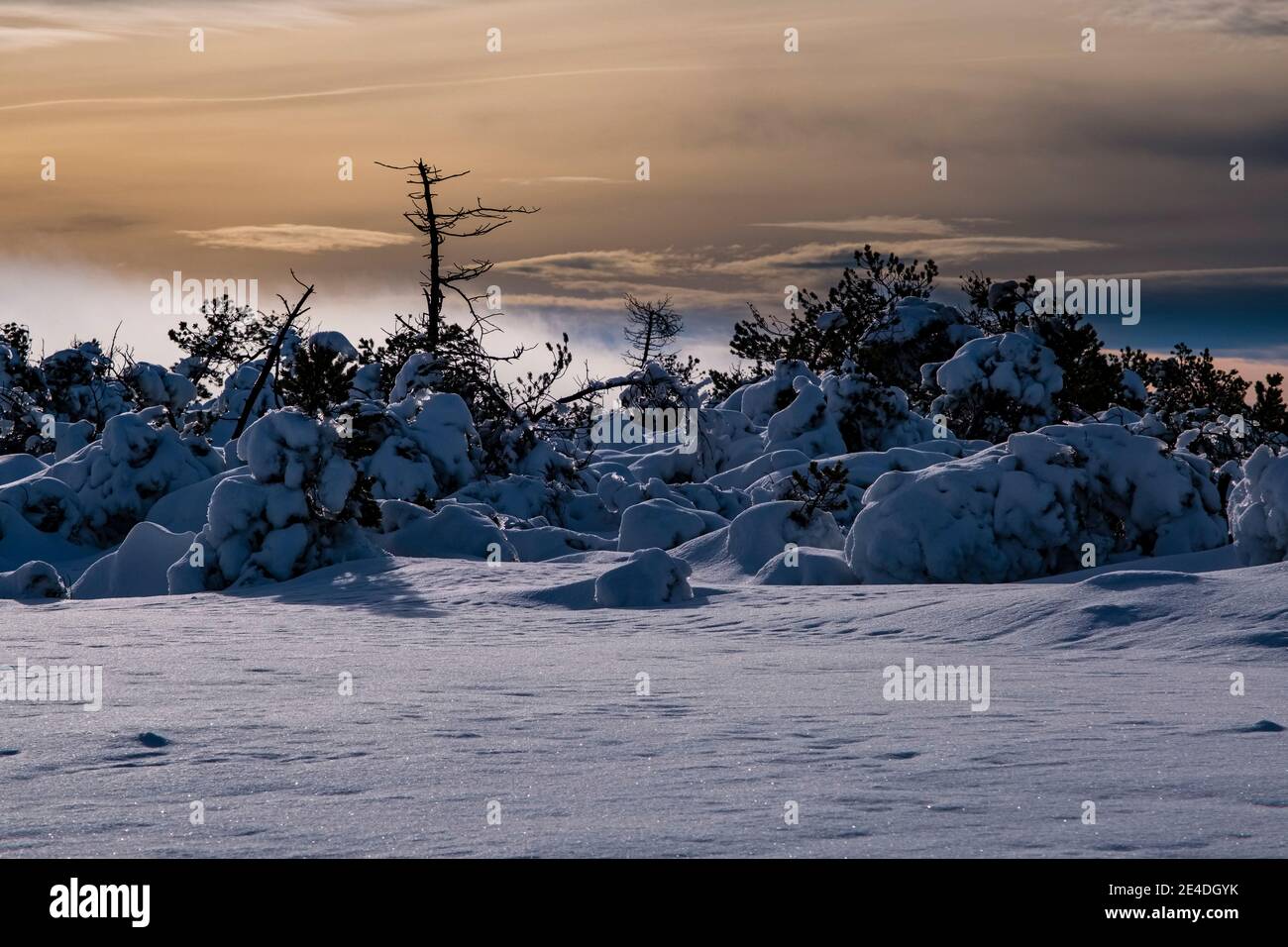 Paysage d'hiver avec brouillard, arbres, verglas et neige à une journée ensoleillée dans les montagnes Ore. Banque D'Images