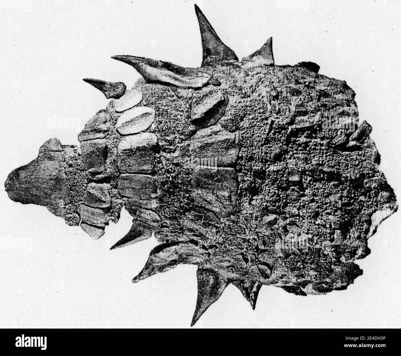 Le spécimen AMNH 5381 de E. rugosidens, 1915 Banque D'Images