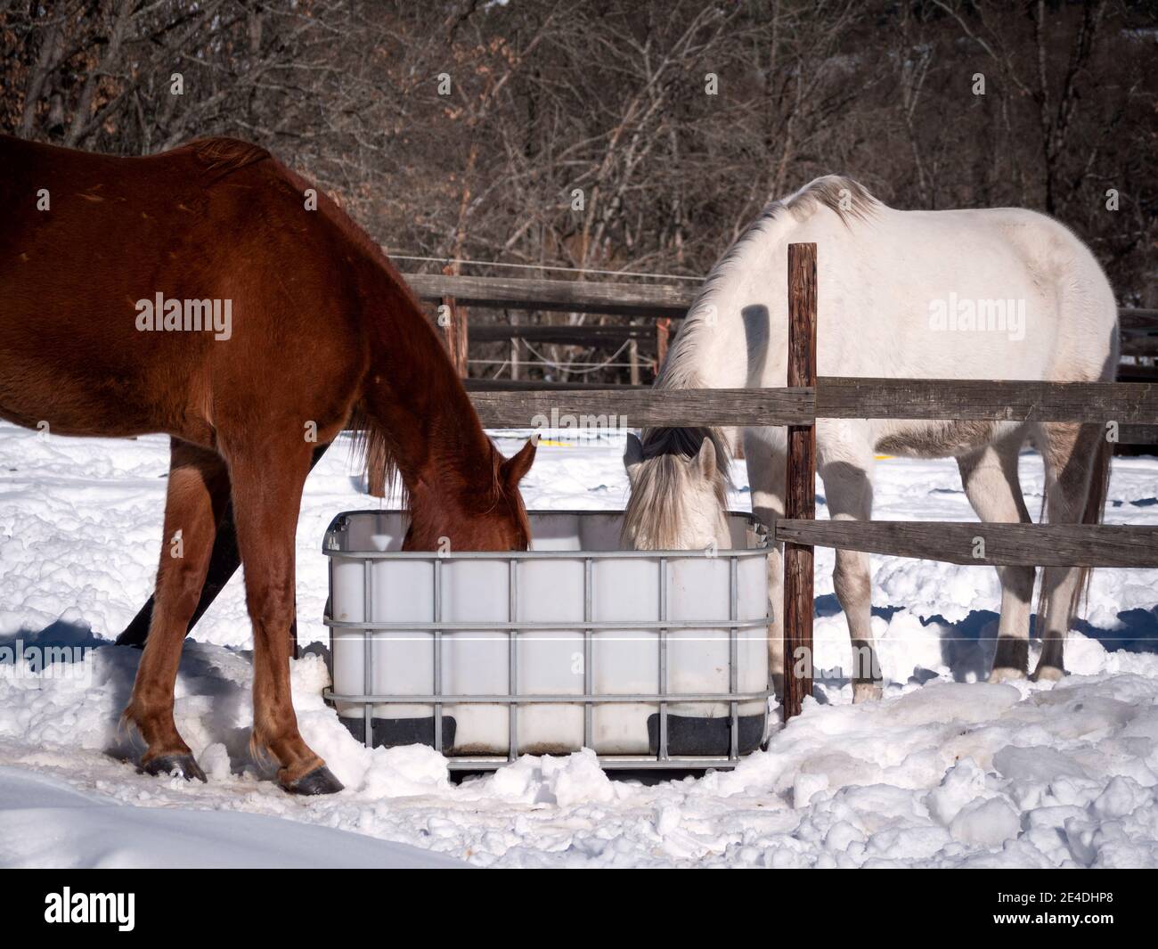 Chevaux andalous et anglo-arabes buvant un froid matin d'hiver. Banque D'Images
