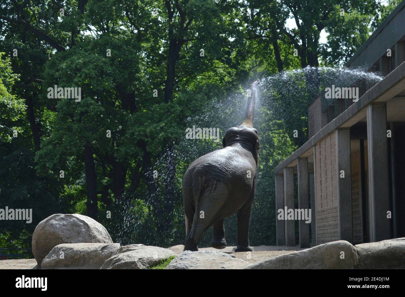 Boisson aux éléphants au zoo de Berlin Banque D'Images