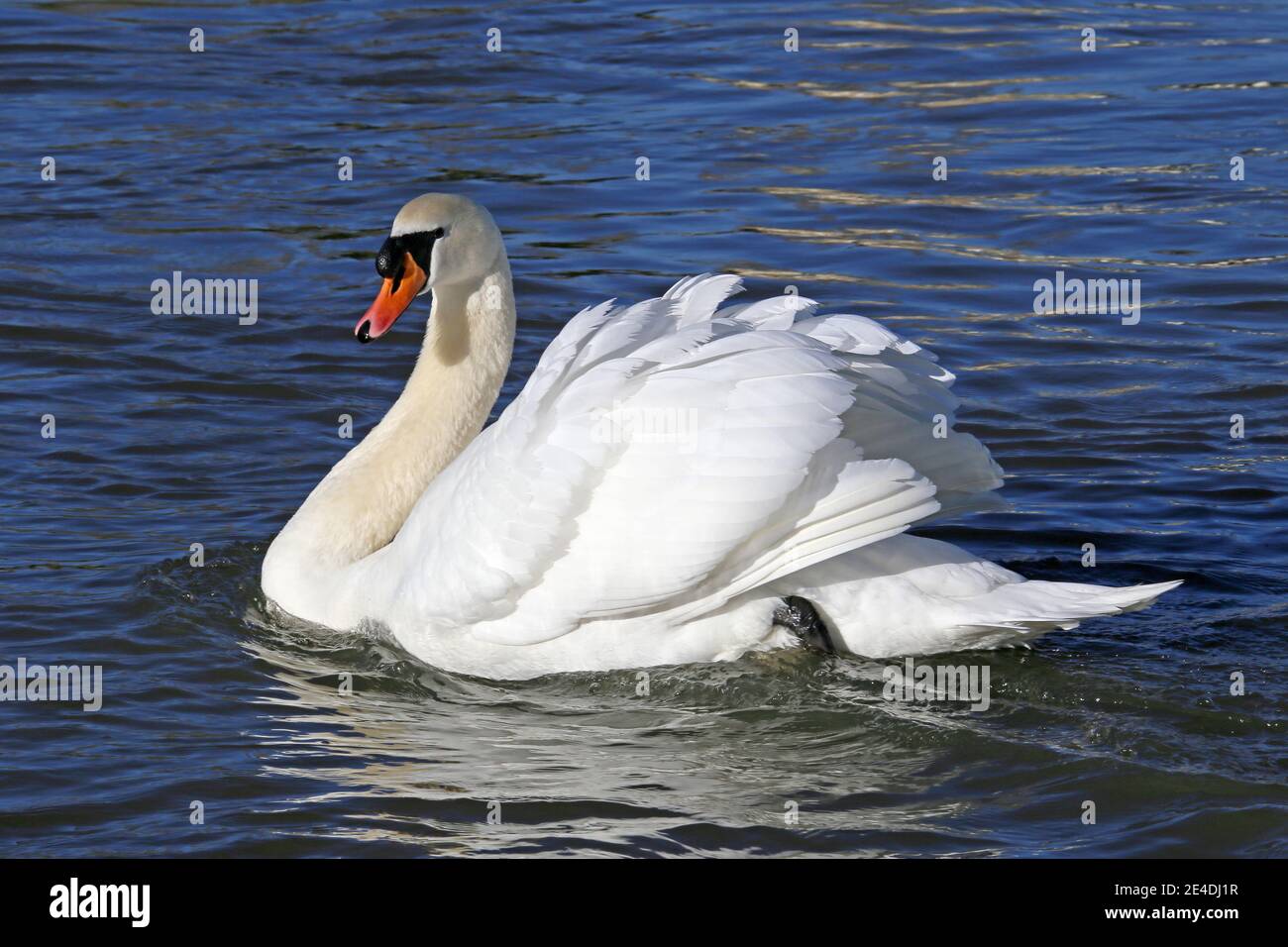 Mute Swan (Cygnus olor), Sadlers Ride, Hurst Park, East Molesey, Surrey, Angleterre, Grande-Bretagne, Royaume-Uni, Royaume-Uni, Europe Banque D'Images