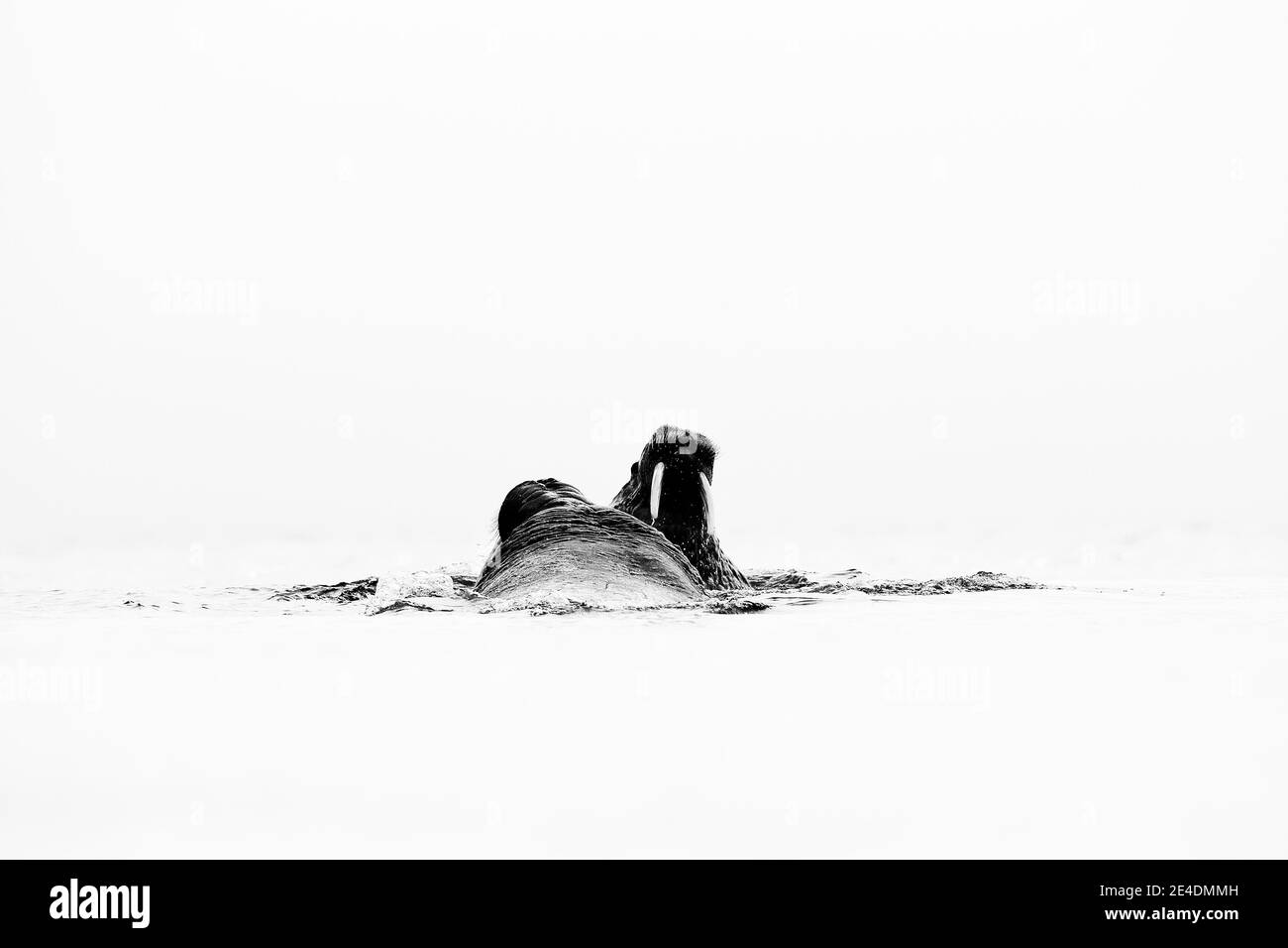 Portrait détaillé de Walrus avec le gros tusk blanc, Odobenus rosmarus, grand animal dans l'habitat de la nature sur Svalbard, Norvège. Banque D'Images Portrait détaillé de Walrus avec le gros tusk blanc, Odobenus rosmarus, grand animal dans l'habitat de la nature sur Svalbard, Norvège. Banque D'Images