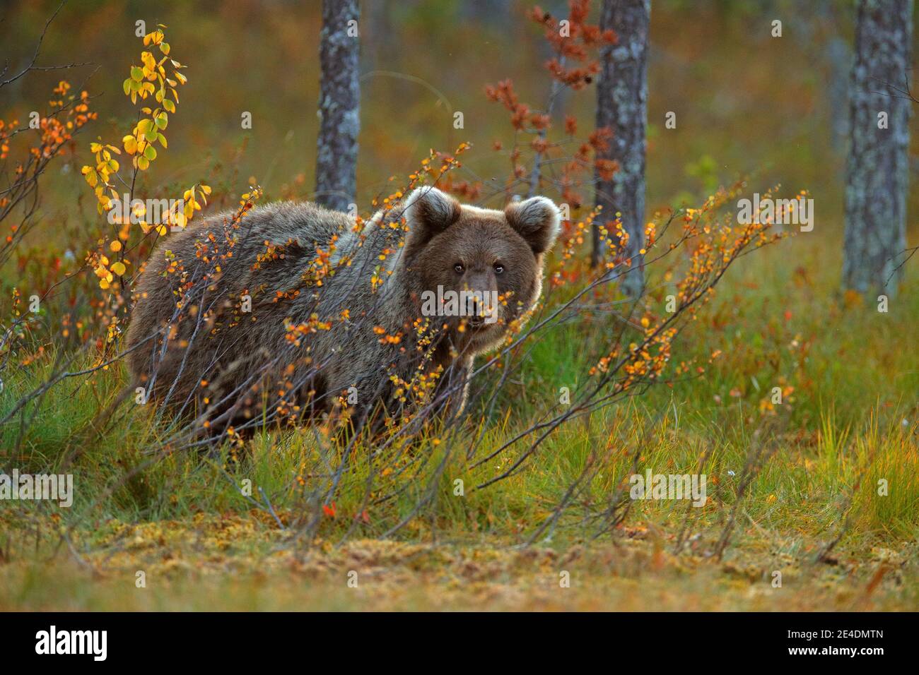 Mignon Ours Brun Cub Orange Et Rouge Automne Beau Bebe D Ours Brun Marchant Autour Du Lac Avec Des Couleurs D Automne Animal Dangereux Dans La Nature Foret Et Photo Stock Alamy Mignon Ours Brun Cub Orange Et Rouge Automne Beau Bebe D Ours Brun Marchant Autour Du Lac Avec Des Couleurs D Automne Animal Dangereux Dans La Nature Foret Et Photo Stock Alamy