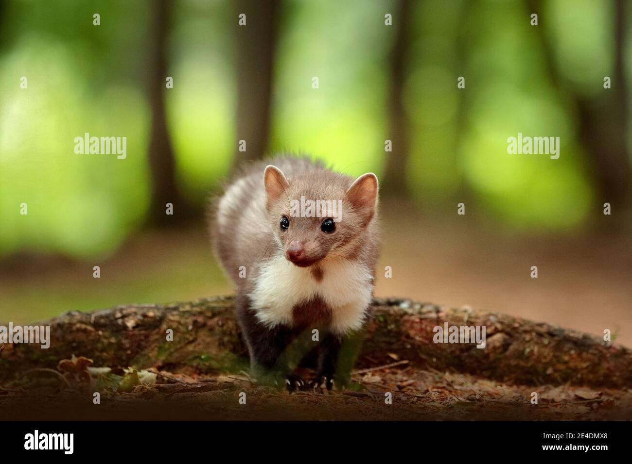 Magnifique animal de forêt mignon. Martre de hêtre, martes foina, fond vert clair. Petit prédateur assis sur le tronc de l'arbre en forêt. Faune sc Banque D'Images