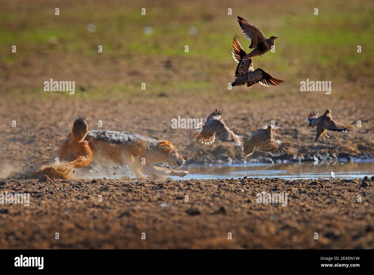 Chacal chasse les oiseaux près du trou d'eau, Polentswa, Botswana en Afrique. Belle scène sauvage d'Afrique avec belle lumière du soleil. Jackal et soirée Banque D'Images