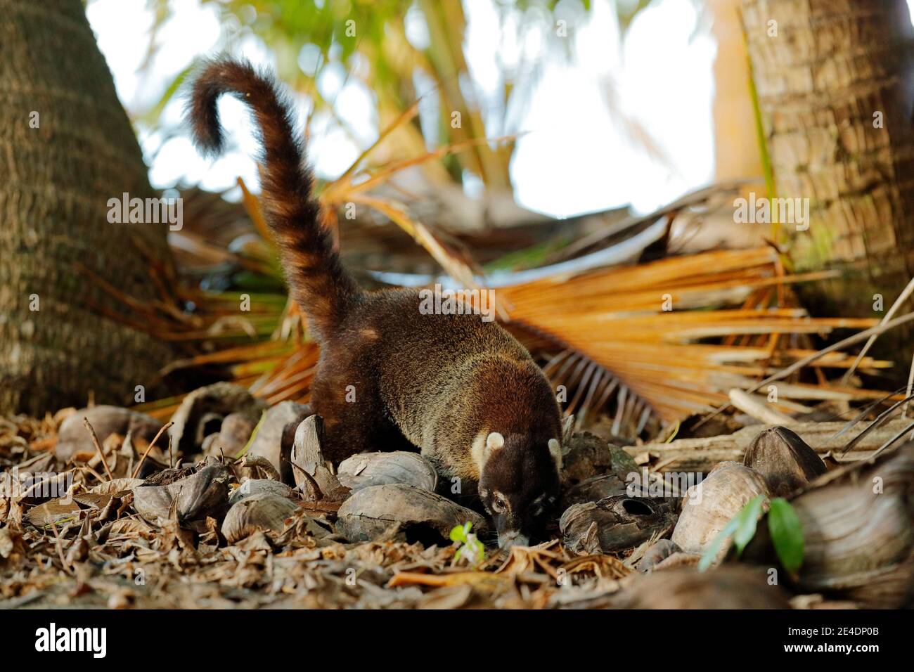 Coati dans l'habitat. Coati à nez blanc, Nasua narica, dans l'habitat naturel. Animal de forêt tropicale. Scène sauvage de la nature. Animal dans y Banque D'Images