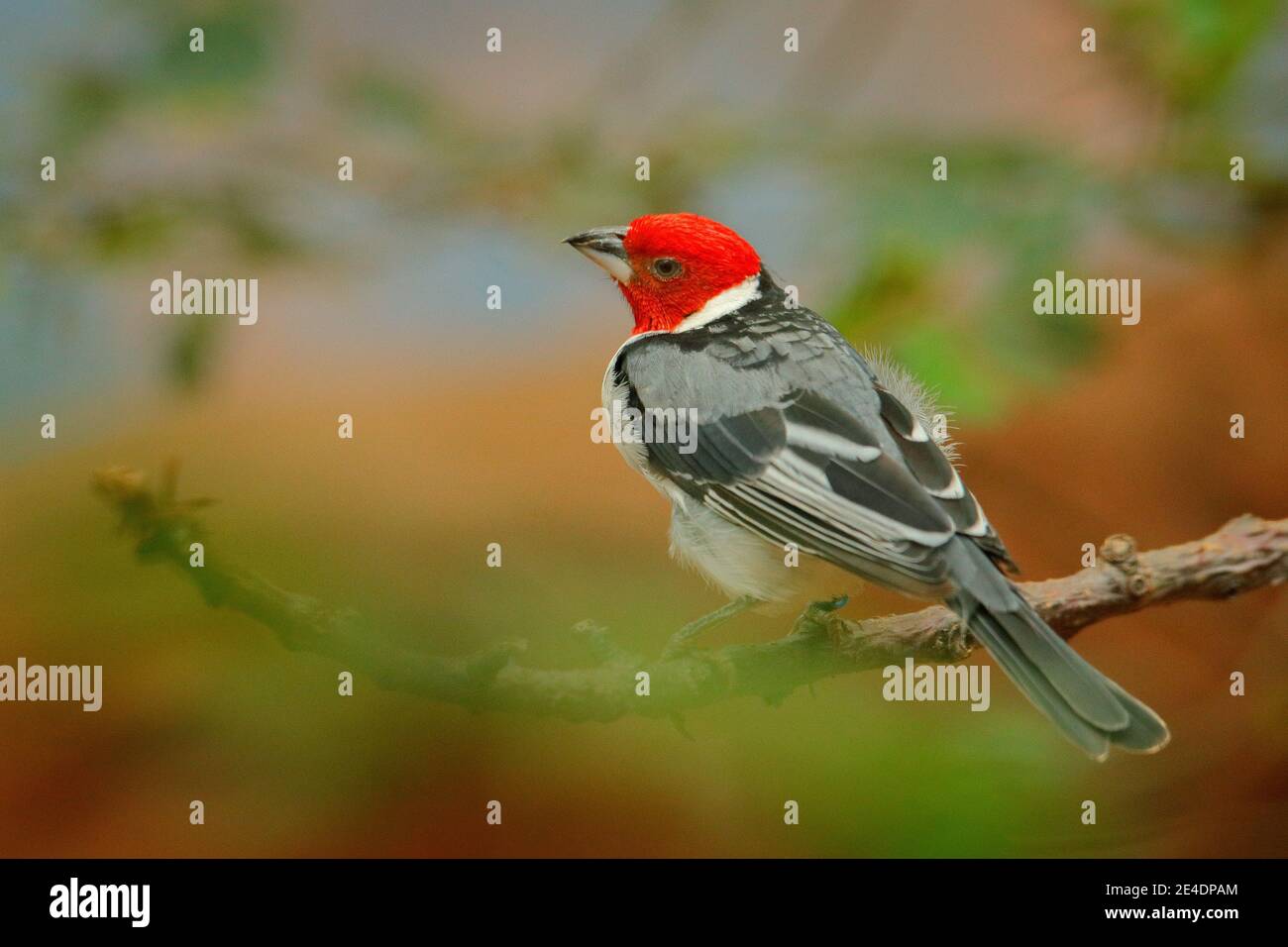 Cardinal à bec jaune, Paroaria capitata, oiseau noir et blanc à tête ...