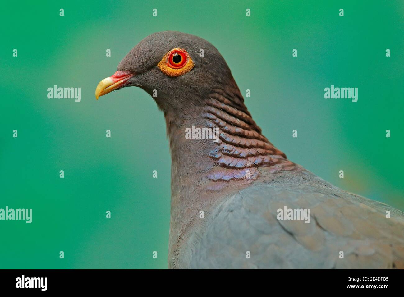 Pigeon forestier de sulawesi Banque de photographies et d’images à ...