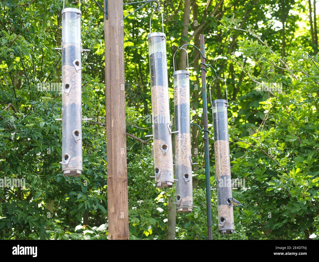 Quatre mangeoires d'oiseaux suspendues dans un jardin britannique. Banque D'Images