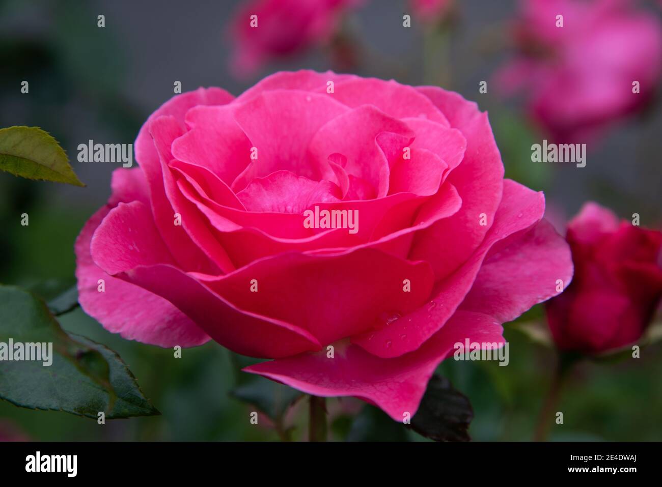 Belle Rose tride romance Tanezamor fleuri dans le jardin Banque D'Images