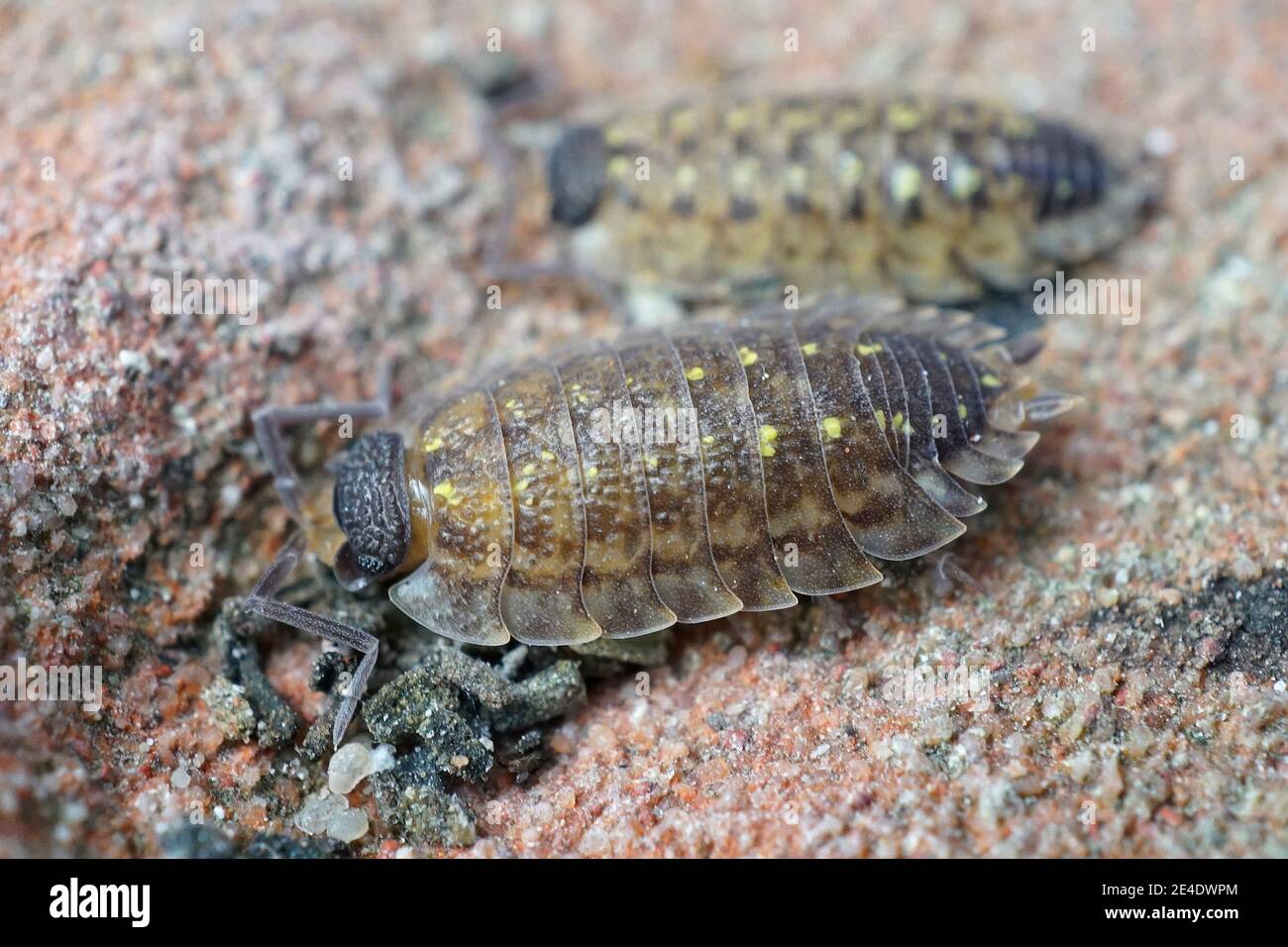 Gros plan d'une espèce de woudlouse , Porcellio spinicornis, qui préfère les pierres Banque D'Images