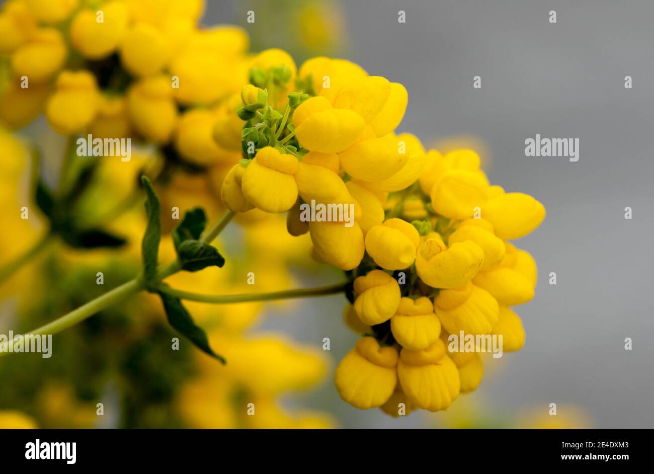Jolie Calceolaria integrifolia bushy, toujours vert sous-arbuste fleurs, Banque D'Images