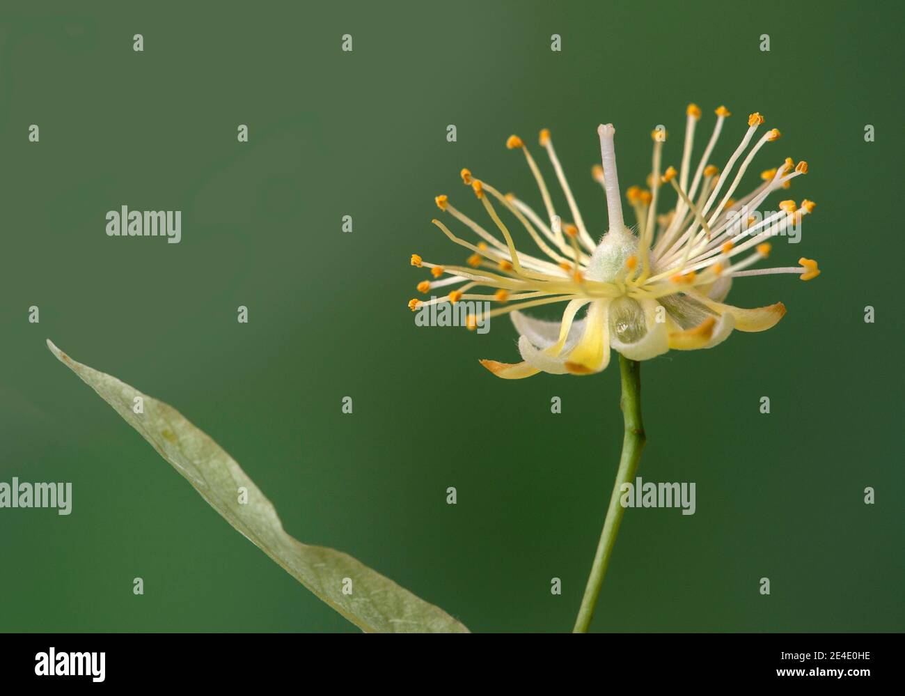 Fleurs d'un tilleul (Tilia spec.), Suisse Banque D'Images