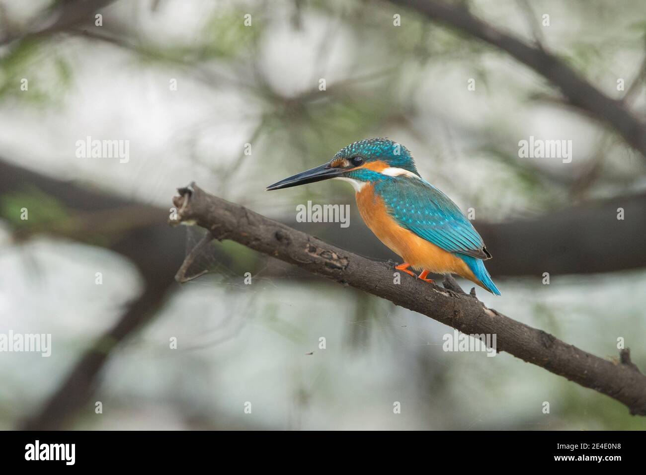 Kingfisher commun (Alcedo atthis) perché sur une branche Banque D'Images