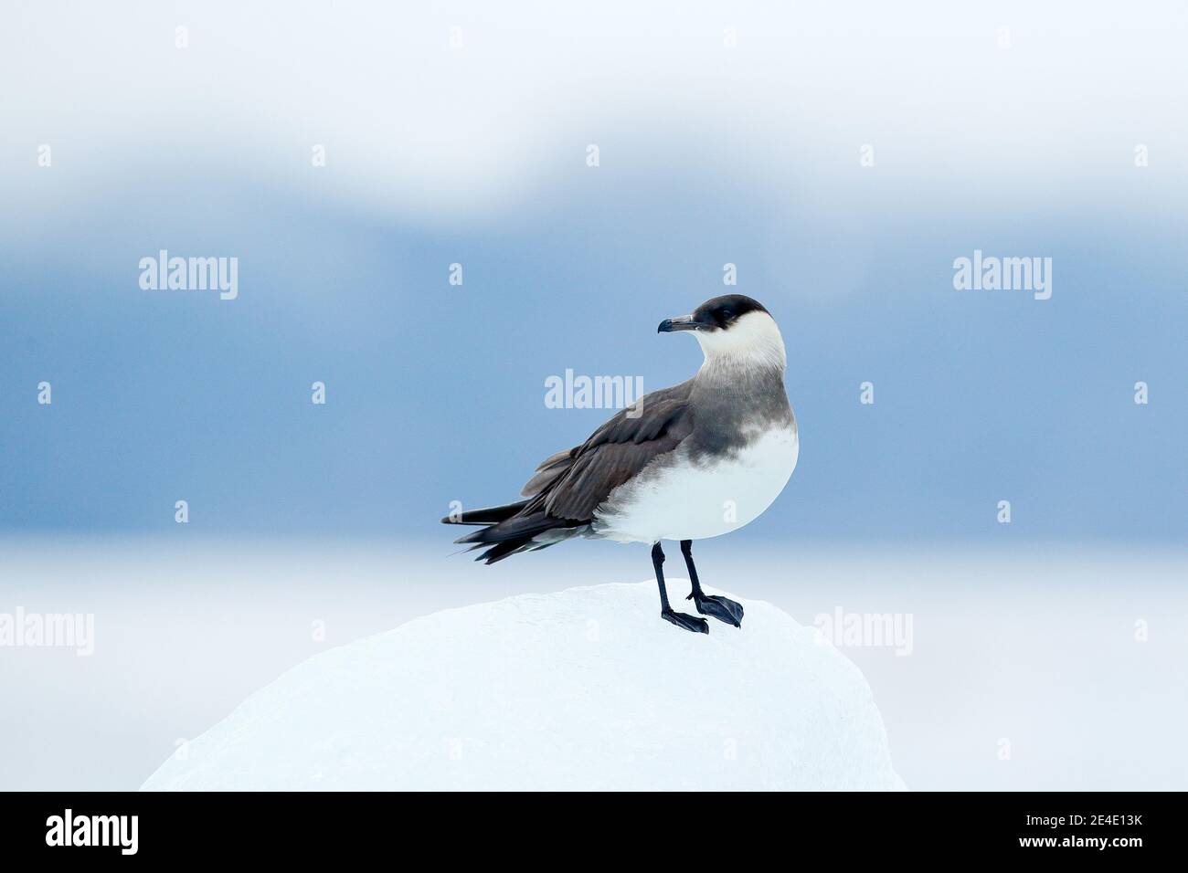 Arctic Skua, Stercorarius parasiticus, assis sur la pierre avec la mer bleu foncé en arrière-plan, Svalbard. Voyager dans la mer arctique. Siti d'oiseau marin Banque D'Images