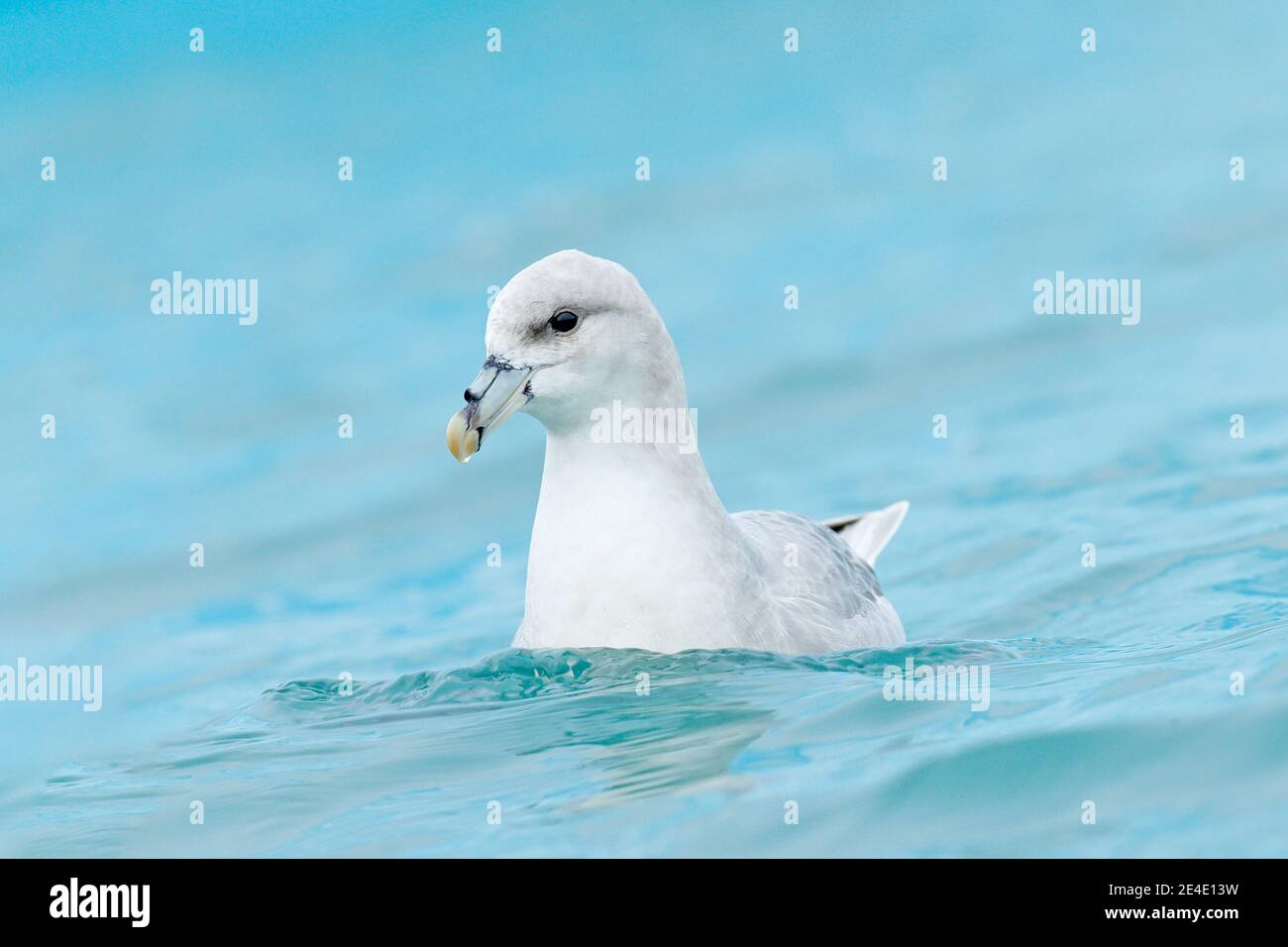 Fulmar du Nord, Fulmarus glacialis, oiseau blanc dans l'eau bleue, glace bleu foncé en arrière-plan, animal dans l'habitat naturel arctique, Svalbard, NOR Banque D'Images